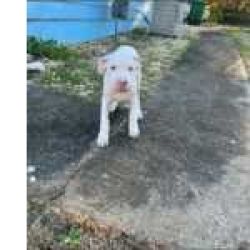 Maravilhosos Dogo Argentino muito meigos