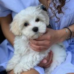 Machos e fmeas cachorros Bichon Malts disponveis