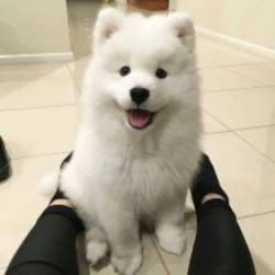 Muito meigos cachorros Samoiedo