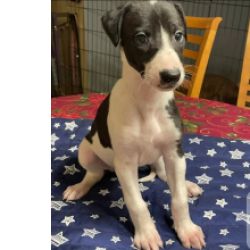 Ninhada cachorros Galgo Italiano