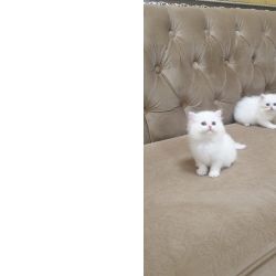 Gatinhos persas brancos e fofos