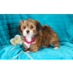 Cachorros Lhasa Apso fofos e verificados pelo veterinrio