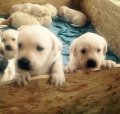 Labrador Europeu, Marley E Eu,  Venda: A Alegria Que Sua Famlia Merece