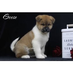 Akita Inu