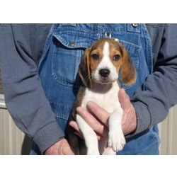 Beagle Tricolor