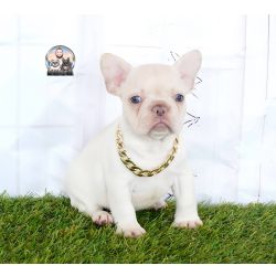 Bulldog Francs