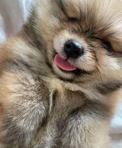 Macho De Spitz Alemo