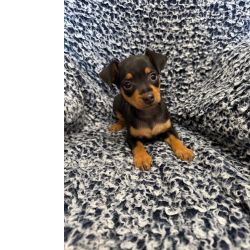 Pinscher Miniatura