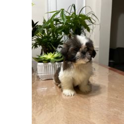 Shih-tzu