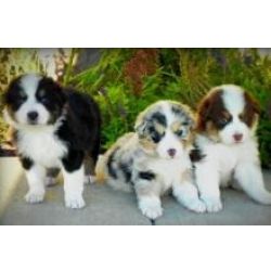 Cachorros de pastor australiano prontos