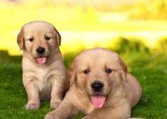 Golden Retriever Filhotes Premium