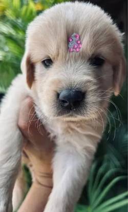 Golden Peludos Radiante De Felicidade