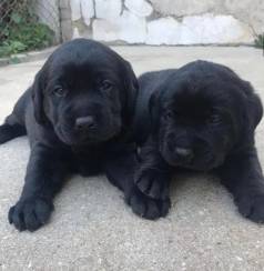 Labrador Retriever Na Cor Preto