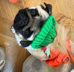 Traga Mais Amor Sua Casa! Filhotes De Pug!