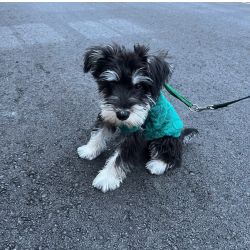 Dois Schnauzer Miniatura