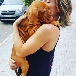 Tenho disponvel Dogue De Bordus criado em ambiente familiar