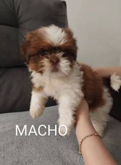 Shih Tzu Filhotes Lindos E Carinhosos