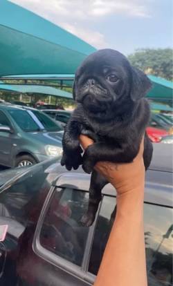 Filhotes De Pug Encantadores Que Vo Derreter Seu Corao!