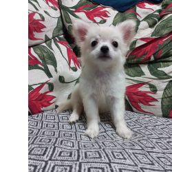 Lindo macho chihuahua plo longo