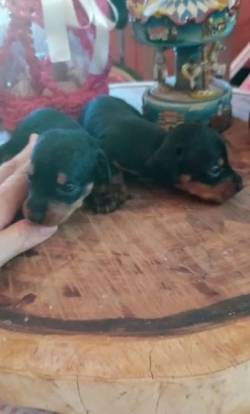 Basset Mini Salsicha