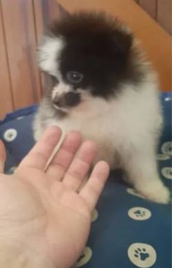 Spitz Alemo Anao //// Lulu Da Pomerania Branco Com Preto