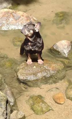 Bulldog Francs Extico Cruzar ( Cobertura/ Inseminao)