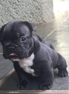 Ces Bulldog Francs: Elegncia, Fofura E Carinho Em Um S Pet