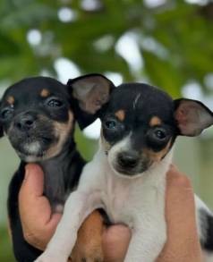 Pinscher Zero -de Bolsa qui Voe Garante Com Garantias Exclusivas /entre Em Contato