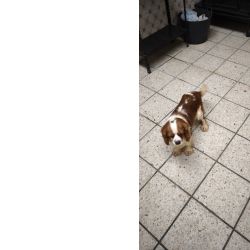 Cavalier King Charles bleinheim  pronto para acasalar   lop vacinas em dia bastante experiente mont