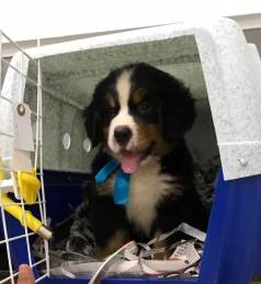 Filhotes De Bernese-boiadeiro: Companheiros Leais Sua Famlia