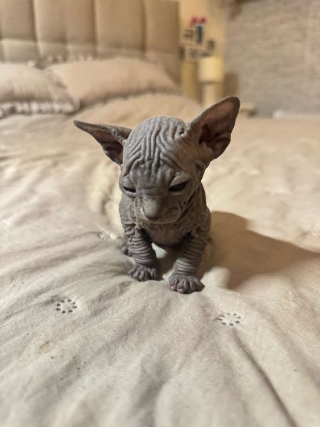 gatos sphinx prontos para um novo lar