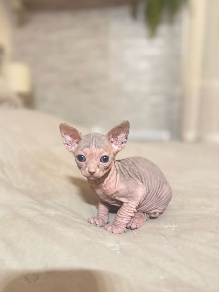 gatos sphinx prontos para um novo lar