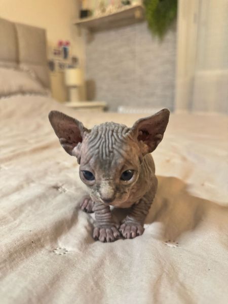 gatos sphinx prontos para um novo lar