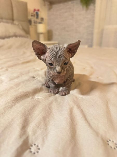 gatos sphinx prontos para um novo lar