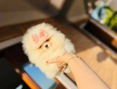 Lulu Da Pomernia Linhagem De Qualidade