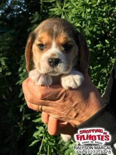 Beagle Mini De Alta Qualidade De Linhagem - Filhotes Saudveis E Cheios De Alegria