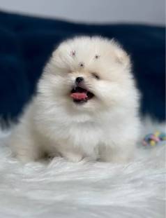 Lulu Da Pomerania Anao Ursinha