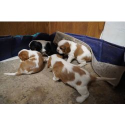 Cavalier King Charles Spaniel