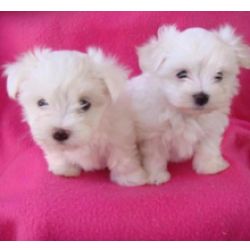 Excelente cachorros Bichon Malts
