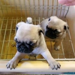 Lindos cachorrinhos Pug