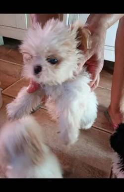 Filhotes De Shih Tzu