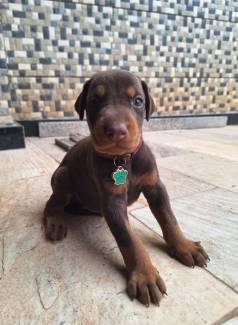 Filhote De Doberman