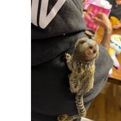 Sagui filhotes