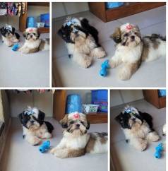 Shihtzu, Macho E Fmea. Entrego Na Sua Cidade, Parcelo 12x, Chama No Whatsapp.