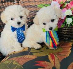 Lindos Filhotes De Poodle Toy