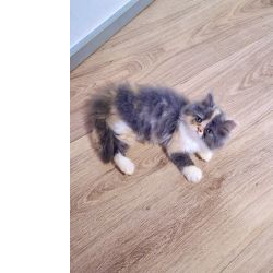 FILHOTE DE GATO PERSA FMEA