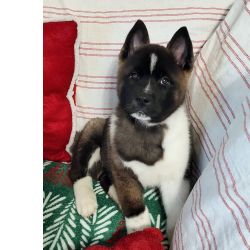 Akita Inu