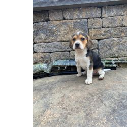 Beagle Tricolor