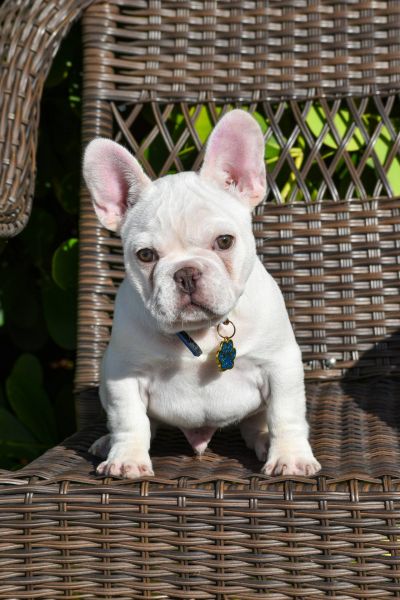 Bulldog Francs