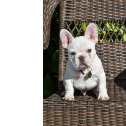 Bulldog Francs